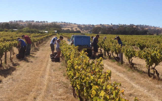 Fruit Picking And Harvest Jobs In Clare Valley South Australia Fruit Picking Jobs Australia